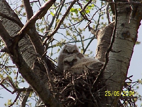 Young Owls1.jpg (82485 bytes)