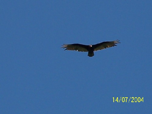 tukey vulture2.jpg (19545 bytes)