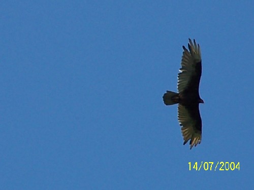 tukey vulture3.jpg (21487 bytes)