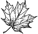 Sugar Maple Leaf