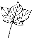 Black Maple Leaf