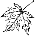 Silver Maple Leaf