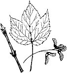 Mountain Maple