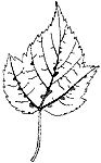 Amur Maple Leaf