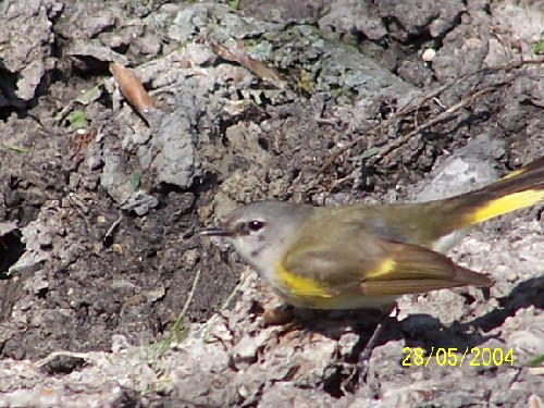 American Redstart Warbler-Female.jpg (88194 bytes)