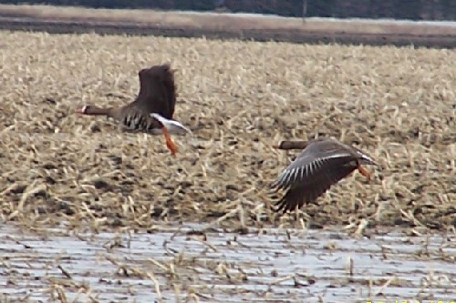 Greater White Fronted Geese.jpg (65467 bytes)