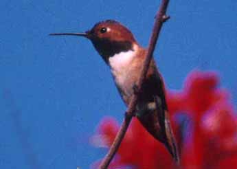 Hummingbird3.jpg (7909 bytes)