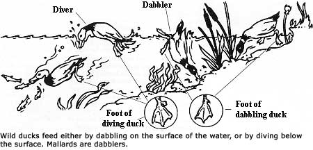 Mallards are Dabbling Ducks