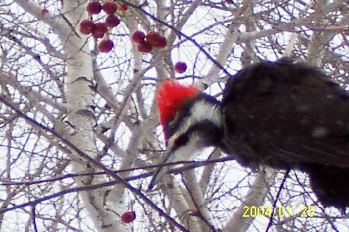 Pileated Woodpecker.jpg (77142 bytes)