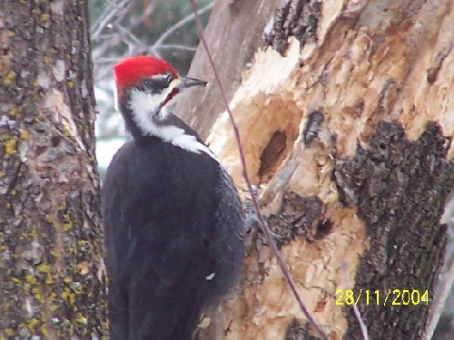 Pileated Woodpecker10.jpg (67909 bytes)