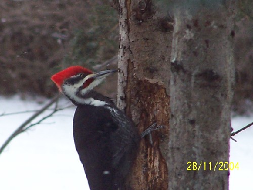 Pileated Woodpecker12.jpg (44616 bytes)
