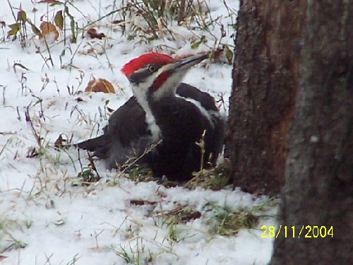 Pileated Woodpecker13.jpg (63567 bytes)