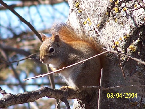 Squirrel.jpg (78931 bytes)