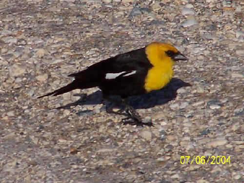 Yellow headed blackbird1.jpg (78380 bytes)