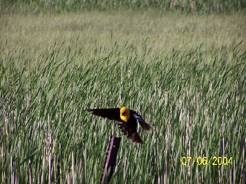 Yellow headed blackbird2.jpg (95392 bytes)