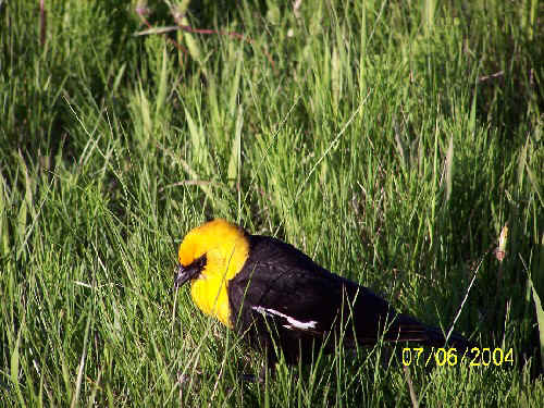 Yellow headed blackbird4.jpg (105531 bytes)