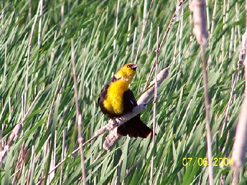 Yellow headed blackbird5.jpg (99820 bytes)
