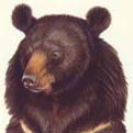 Asiatic Black Bear Head