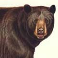 American Black bear head