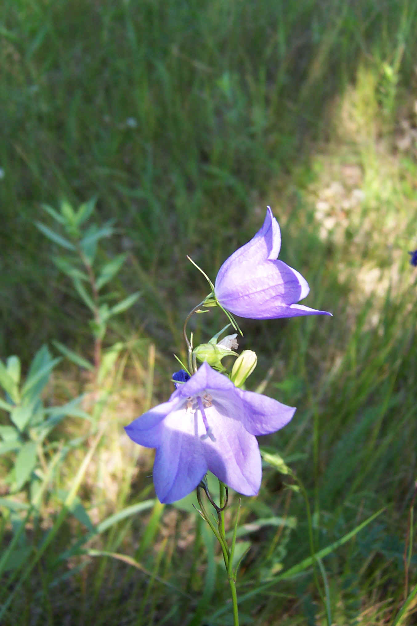bluebells  wilebskis wildflower trail.jpg (366086 bytes)