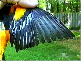 Baltimore Oriole Upper Wing