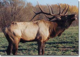 Elk Breeding