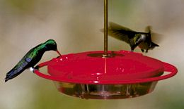 Broad-billed Hummingbirds on a WBU Hummingbird Feeder