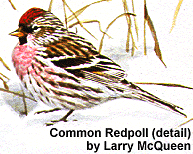 Common Redpoll male (detail of painting) by Larry McQueen