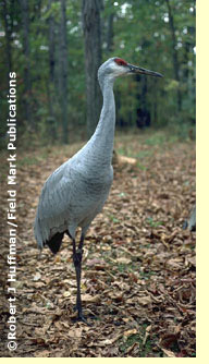 Sandhill Crane Standing in a Clearing