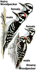 Downy and Hairy Woodpecker comparison by Larry McQueen