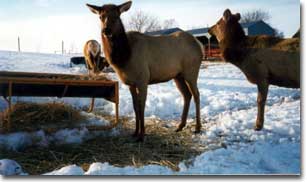 Elk in the winter