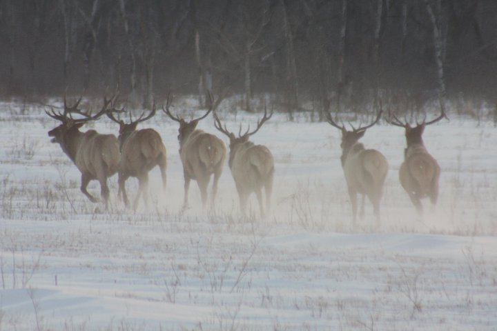 Wildlife including Whitetail Deer, Elk, Black Bear and more in their natural northwestern Minnesota habitat