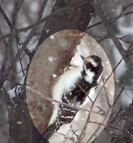 female Hairy Woodpecker.jpg (70210 bytes)