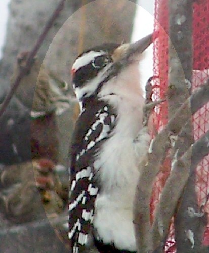 female hairy woodpecker2.jpg (54941 bytes)