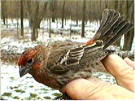  Adult Male House Finch
