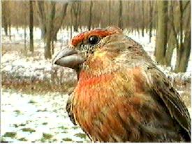 Adult Male House Finch