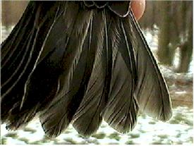 House Finch Tail Feathers