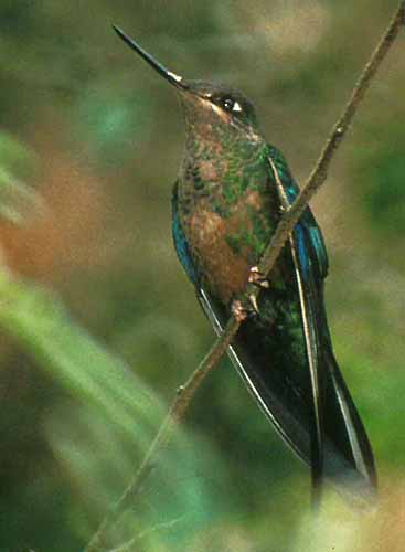 hummingbird2.jpg (16441 bytes)