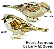 House Sparrows by Larry McQueen