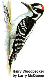 male Hairy Woodpecker by Larry McQueen