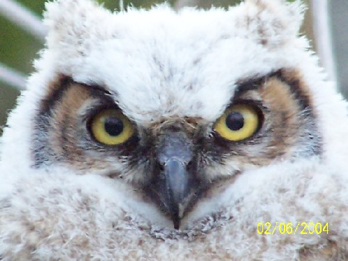 owl-5.jpg (49664 bytes)