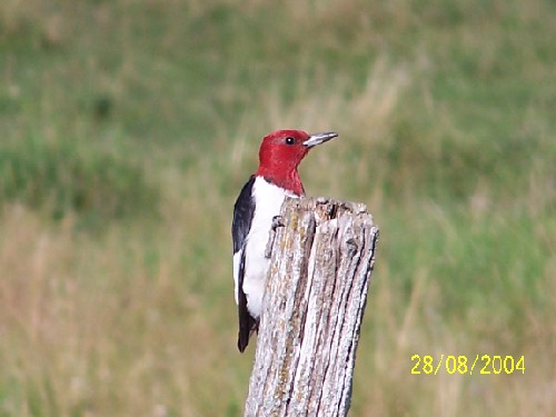 redheadedwoodpecker1.jpg (38699 bytes)