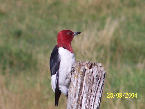 redheadedwoodpecker2.jpg (39712 bytes)