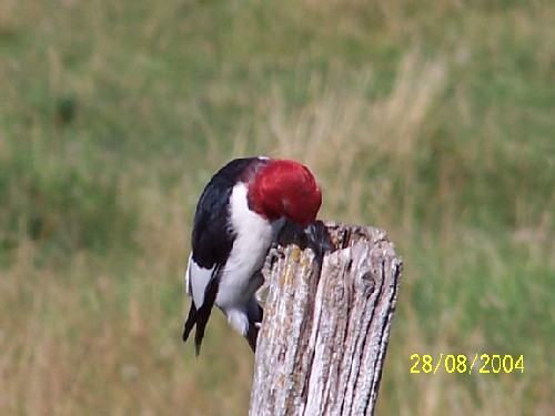 redheadedwoodpecker3.jpg (40686 bytes)