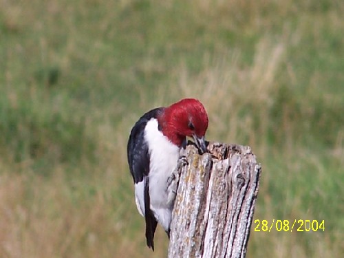 redheadedwoodpecker4.jpg (40283 bytes)