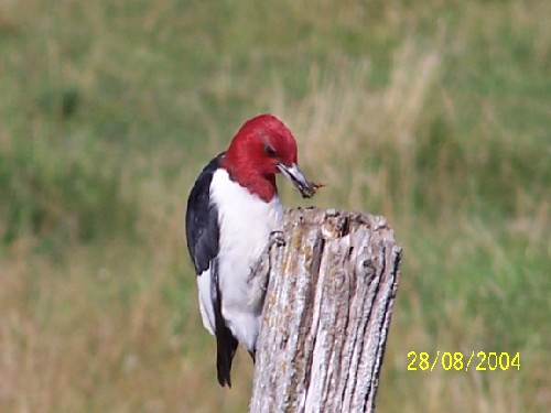 redheadedwoodpecker5.jpg (39927 bytes)