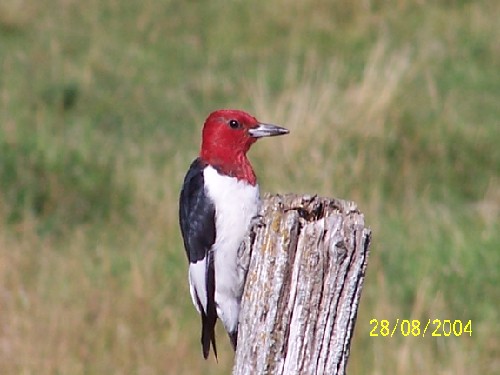 redheadedwoodpecker6.jpg (41462 bytes)
