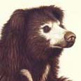 Sloth bear head