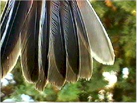  Adult Tail Feathers