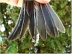 Juvenile Tail Feathers
